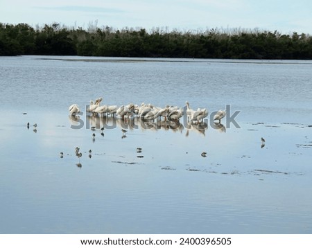 American White Pelican Ding Darling Wildlife Refuge Sanibel Florida Royalty-Free Stock Photo #2400396505