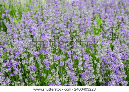 Many small blue lavender flowers in a garden in a sunny summer day photographed with selective focus, beautiful outdoor floral background