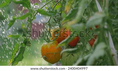 Organic vegetable garden. Tomatoes in the rain or doused with watering water from a watering can Royalty-Free Stock Photo #2400404997