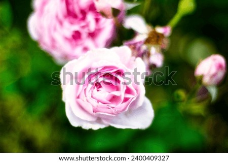 The flower of a pink rose photographed from above isolated by blur