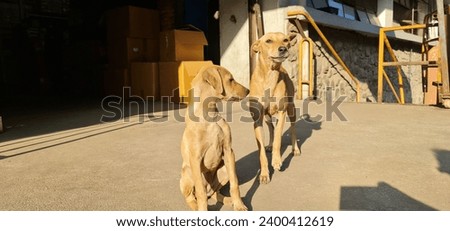 Two brown dogs basking in sun by factory gate, curious and watchful