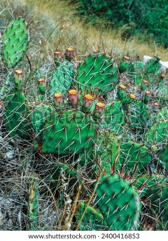 Red prickly pear cactus fruits on green plants in the Karadag mountains, Crimea