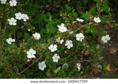 White Potentilla fruticosa 'Abbotswood' blooms in the garden in September. Potentilla is a herbaceous flowering plant from the rosaceae family. Berlin, Germany Royalty-Free Stock Photo #2400417399