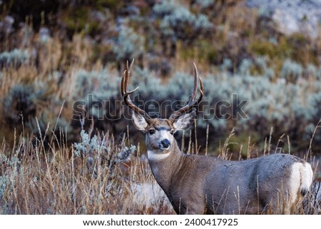 Close up of a standing Mule deer (Odocoileus hemionus) buck during fall
 Royalty-Free Stock Photo #2400417925