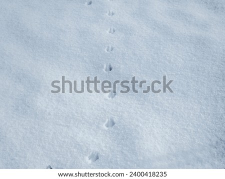 The pristine snowy landscape reveals tangled animal tracks etched into the fresh snow, suggesting hidden movements and stories written by nature's inhabitants in the winter wilderness.