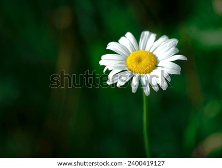Single white daisy flower on a green background                         