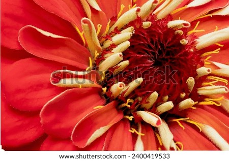 Close-up of Zinnia, Red and yellow zinnia close up, macro floral image on zinnia showing petals and center