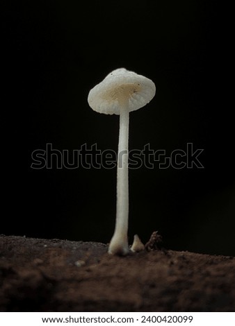 Mycena flavescens is a species of Mycenaceae fungus. Beautiful Mushrooms Grow On The Branches. Macro Photography.