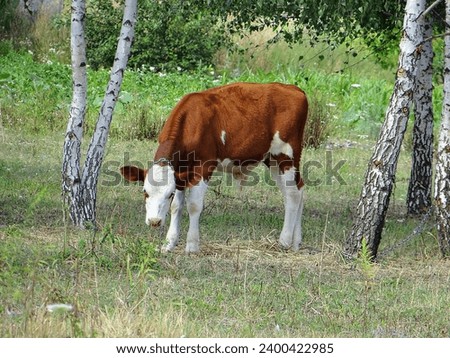 a  brown beautiful with a white muzzle homemade young small funny calf stands on the green grass near small birches in the summer afternoon on the street and looks Royalty-Free Stock Photo #2400422985