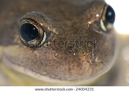 Frog sitting on white isolated background smiling