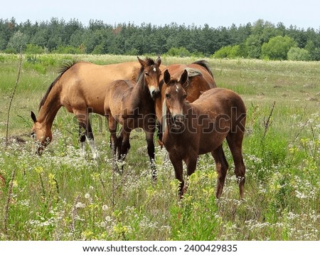 a family of brown, young domestic, beautiful frisky horses stand on green grass on a summer day in a field Royalty-Free Stock Photo #2400429835