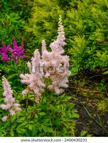 Pale pink salmon fluffy inflorescence of Astilbe chinesis variety Vision Inferno in summer garden on blurred background, close up. Also known as falce spirea, or false goat's beard - ornamental plant Royalty-Free Stock Photo #2400430231