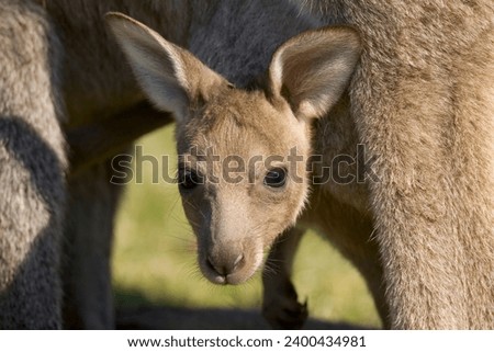 Eastern grey kangaroo (Macropus fuliginosus), Marramarang National Park, New South Wales, Australia, Pacific