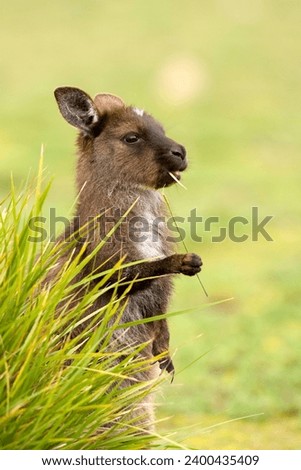 Kangaroo, (Macropus fuliginosus), Flinders Chase N.P., Kangaroo Island, South Australia, Australia