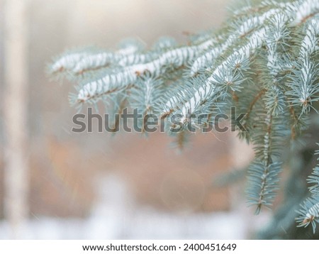 Frosty Spruce Branches Outdoor With Snowy Winter Nature Forest Landscape. Horizontal Image