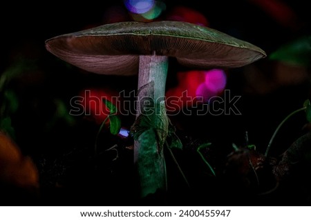 Mushroom in the Dark Forrest with colored lights