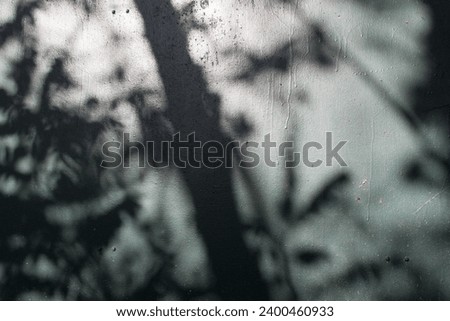 Dark silhouette shadow of tree with leaves on grey facade house wall into sun light