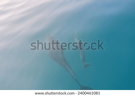 Dolphin was seen in Side Turkey