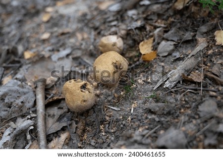 Lycoperdon puff mushroom, ripe, not edible Royalty-Free Stock Photo #2400461655