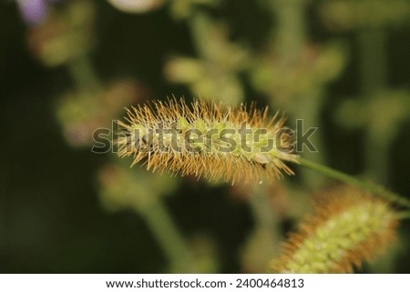 greater quaking grass plant macro photo Royalty-Free Stock Photo #2400464813