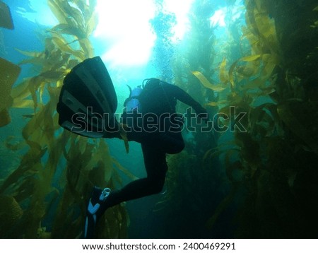 Scuba diving in the kelp forests off the coast of Santa Barbra Royalty-Free Stock Photo #2400469291