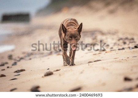 Beautiful Australian Working Kelpie Dog
