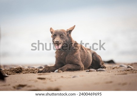 Beautiful Australian Working Kelpie Dog