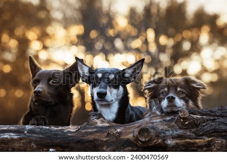 Beautiful Australian Working Kelpie Dogs