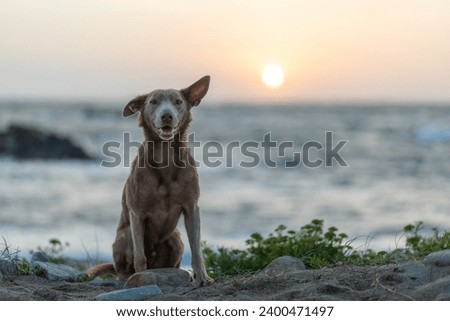 Beautiful Australian Working Kelpie Dogs