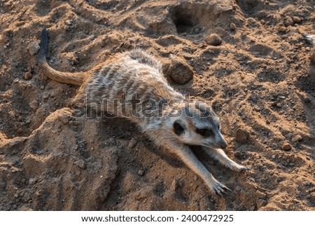 Meerkat suricatta family wildlife picture