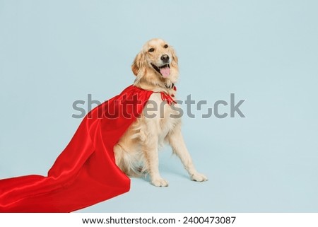 Full body side view purebred golden retriever Labrador dog wears red super hero suit pov defend look camera isolated on plain pastel light blue background studio. Pet supernatural abilities concept