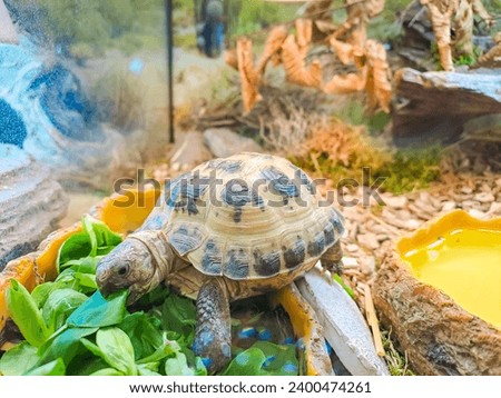 A pet turtle eats lettuce. Exotic pet feeding outdoors