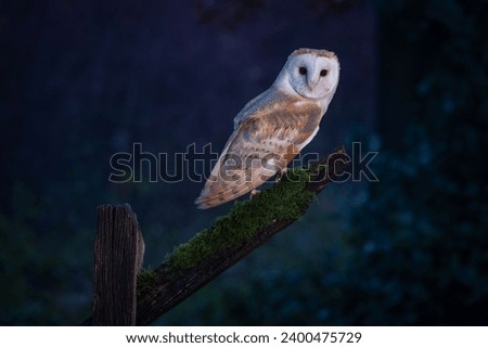 Barn owl (tyto alba) dusk nocturnal barn owl looks at the camera with a dusky blue background. Wildlife in Yorkshire, england.