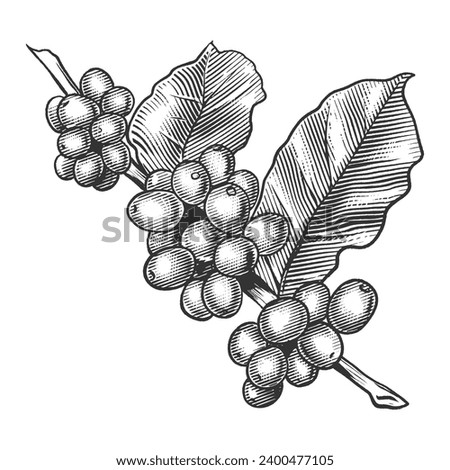 Coffee branch with leaves hand drawn engraving style raster illustration. Scratch board style imitation. Black and white hand drawn image.