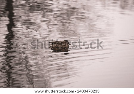 Mallard duck on winter lake water with mirroring