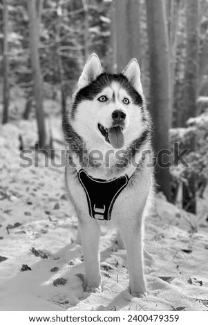 A Siberian husky in a walking harness stands in a snowy forest in the mountains. Vertical photo, close-up front view. Black and white photography