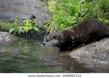 The Asian Small-Clawed Otter (Aonyx cinereus), also known as the Asian Short-Clawed Otter, Oriental Small-Clawed Otter and the Small-Clawed Otter. Royalty-Free Stock Photo #2400481513