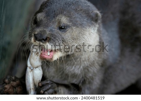 The Asian Small-Clawed Otter (Aonyx cinereus), also known as the Asian Short-Clawed Otter, Oriental Small-Clawed Otter and the Small-Clawed Otter. Royalty-Free Stock Photo #2400481519