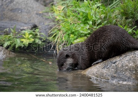 The Asian Small-Clawed Otter (Aonyx cinereus), also known as the Asian Short-Clawed Otter, Oriental Small-Clawed Otter and the Small-Clawed Otter. Royalty-Free Stock Photo #2400481525