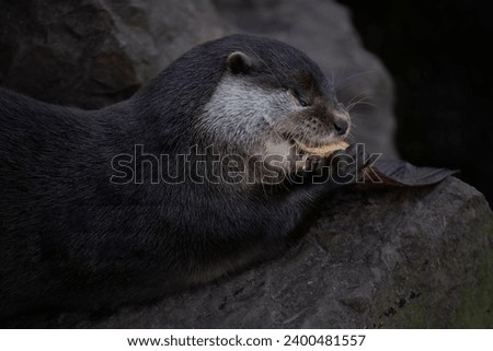 The Asian Small-Clawed Otter (Aonyx cinereus), also known as the Asian Short-Clawed Otter, Oriental Small-Clawed Otter and the Small-Clawed Otter.