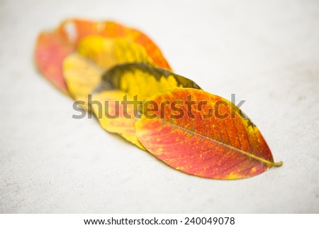 Colorful leaf on cement floor