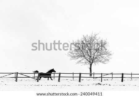 Snow covered tree with fence and running horse isolated on white background photographed near Starnberg, Bavaria, Germany
