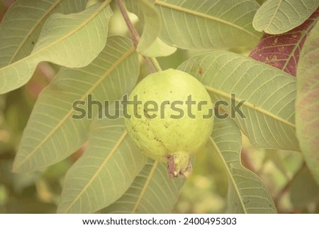Capture of guavas hanging on the tree's branch. Hanging guava fruit. Close up of guavas . Healthy food concept. Guava. Ripe Tropical Fruit Guava on Guavas Tree. Guava fruit garden. Guavas tree.