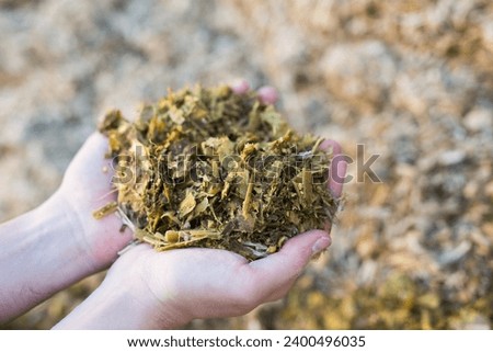 Hands of male farmer holding handful of pressed ensiled stalks and leaves of corn prepared for feeding animals at livestock farm