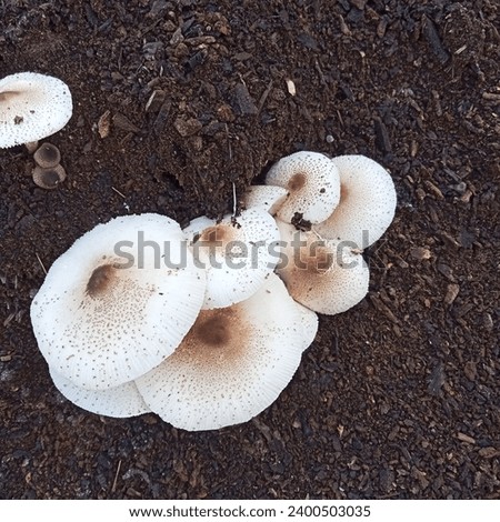 fresh mushrooms that grow well but are not edible  Royalty-Free Stock Photo #2400503035