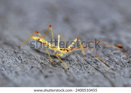 Larva of the assassin bug (Higenaga sashigame) about 1cm long (Outdoor field, closeup macro photography)