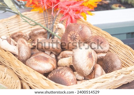 Basket of Fresh Harvest Mushroom. As known as Shiitake as seasonal in Autumn. Idea of Food Cook Rustic Still life Style, for background food wallpaper.