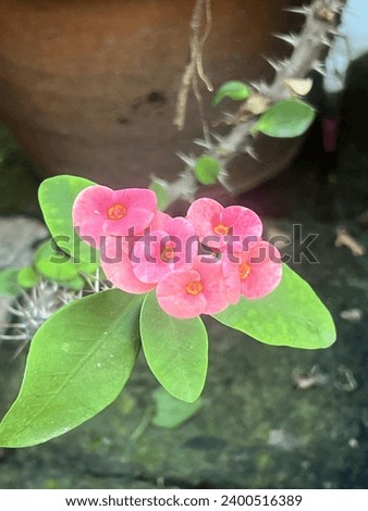 a photography of a pink flower with green leaves in a pot.
