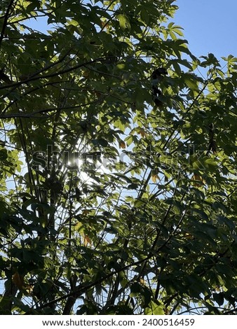 a photography of a bird sitting in a tree with the sun shining through the leaves.