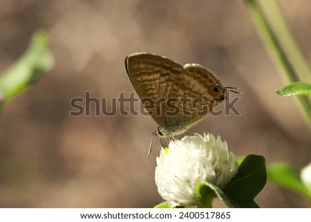 Long-tailed Blue (Lampides boeticus) butterfly sucking nectar from a white flower of Globe amaranth (Sunny outdoor closeup macro photograph)